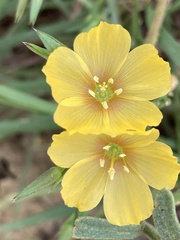 Linum berlandieri
