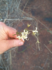 Kohautia amatymbica