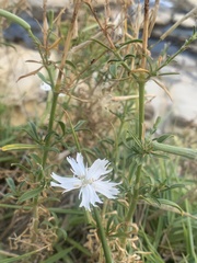 Silene fissipetala kiruninsularis