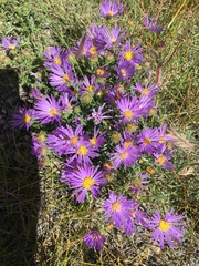 Dieteria canescens