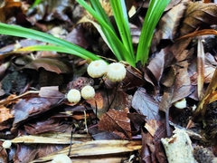 Marasmius rotula