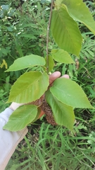 Betula alleghaniensis