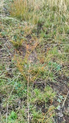 Juncus tenuis