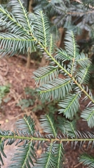 Taxus baccata