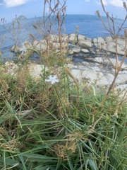 Silene fissipetala kiruninsularis