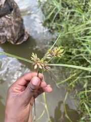 Cyperus ochraceus