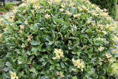 Osmanthus heterophyllus
