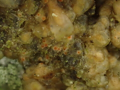 Bryocentria metzgeriae