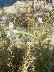 Silene fissipetala kiruninsularis