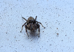 Salticidae