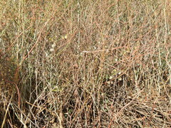 Rumex induratus