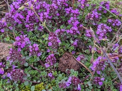 Thymus praecox britannicus