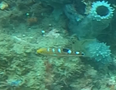 Halichoeres radiatus