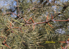 Prosopis chilensis