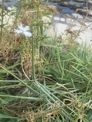 Silene fissipetala kiruninsularis