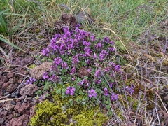 Thymus praecox britannicus