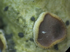 Sticta tomentosa