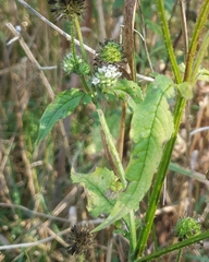 Dipsacus pilosus