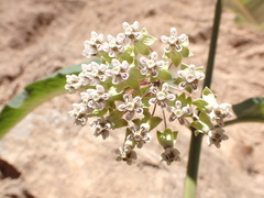 Asclepias similis
