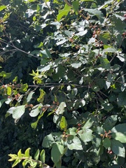 Frangula alnus