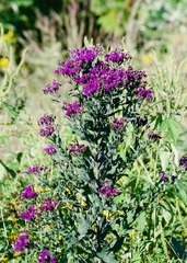 Vernonia baldwinii