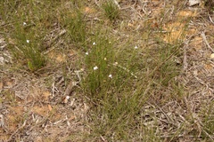 Lobelia capillifolia