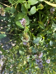Mentha spicata
