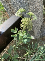 Peucedanum japonicum