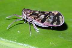 Cixiidae