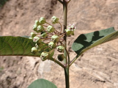 Asclepias similis
