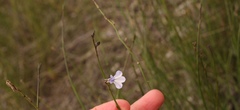 Lobelia capillifolia