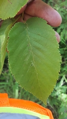 Betula alleghaniensis