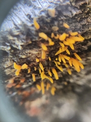 Calocera cornea