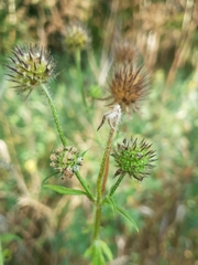 Dipsacus pilosus
