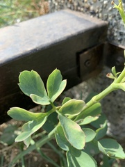 Peucedanum japonicum