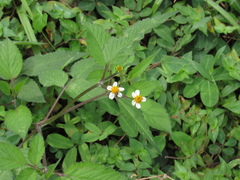 Bidens