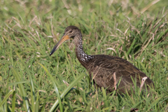Aramus guarauna