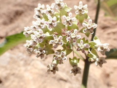Asclepias similis
