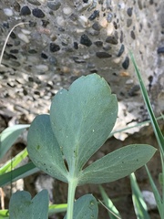 Peucedanum japonicum