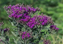 Vernonia baldwinii