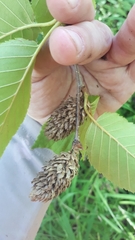 Betula alleghaniensis
