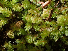 Mnium spinosum