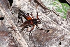 Phalangopsidae