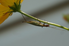 Oecanthus