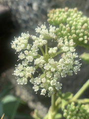 Peucedanum japonicum