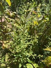 Symphyotrichum lateriflorum