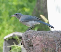 Aphelocoma wollweberi