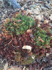Polytrichum