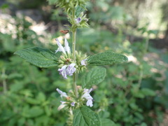 Hedeoma palmeri