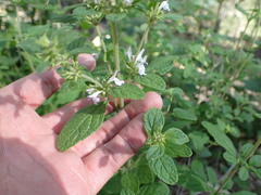 Hedeoma palmeri